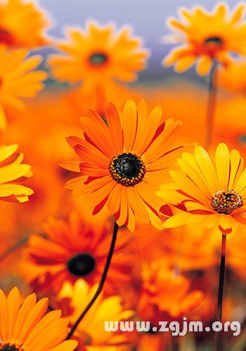 石斛兰_石斛兰花语大全,石斛兰的功效与作用及食用方法