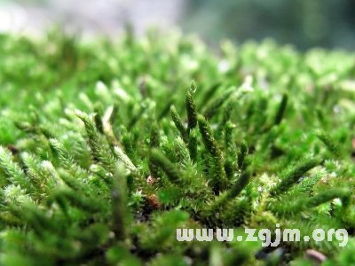 螺旋藓苔的花语