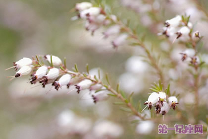 12月28日花语：春天石南，生日花语疼爱子女的人