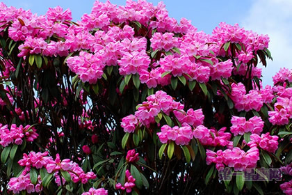 中国十大名花之一:繁花似锦的杜鹃