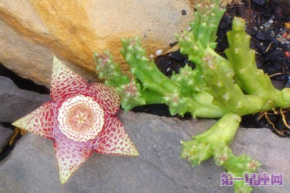 11月20日花语：腐肉花，生日花语受欢迎