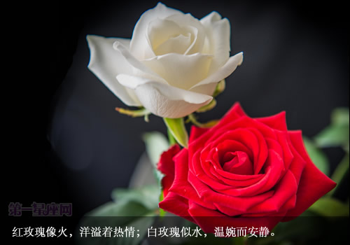 白玫瑰花语：送白玫瑰代表什么意思？