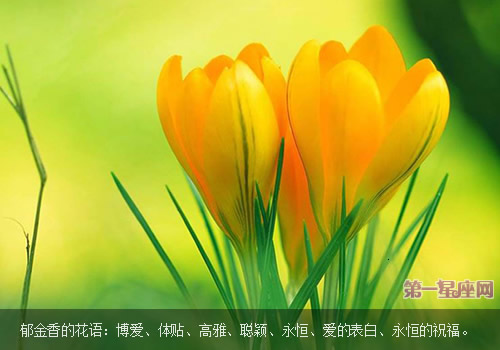 郁金香花语：郁金香代表什么
