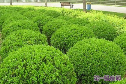 侧柏花语：忍耐；表白；根源