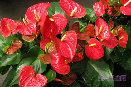 1月5日生日花：熊掌花，生日花语繁荣