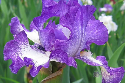 1月3日生日花：波斯鸢尾花，生日花语华丽