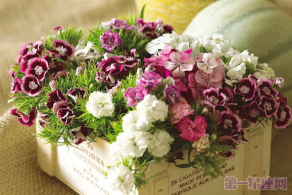 全面解析:送花礼仪常识大全