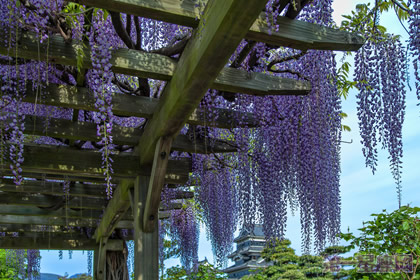 紫藤花花语与传说