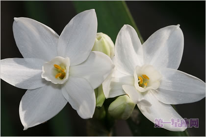 4月21日花语：雪白水仙，生日花语不屈