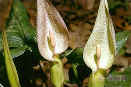 4月17日花语：君子与淑女，生日花语欺诈