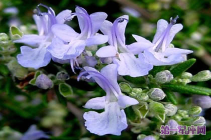 花语传说:迷迭香的花语与传说是什么?