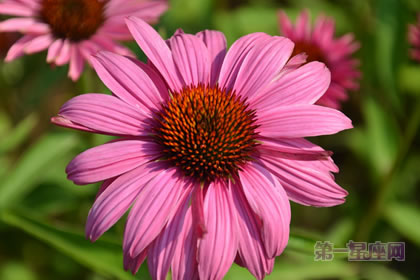 松果菊的花语是什么?