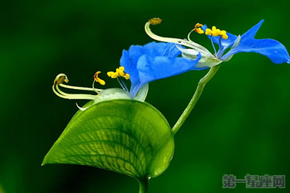 鸭跖草的花语是什么?