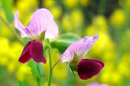 香豌豆的花语及象征意义