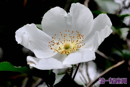 各种花的花语：金樱子花花语