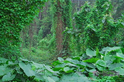 1月15日生日花:常春藤,生日花语贞节