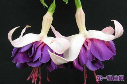 倒挂金钟花语:相信爱情、热烈的心