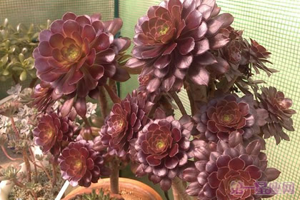 黑法师的花语是什么