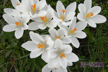 2月21日生日花语：白番红花，生日花语芳醇