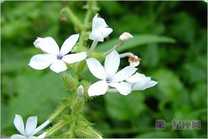 4月8日花语:常春藤,生日花语感化