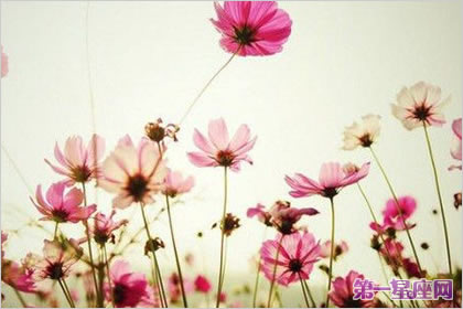 格桑花的花语是幸福吉祥吗?