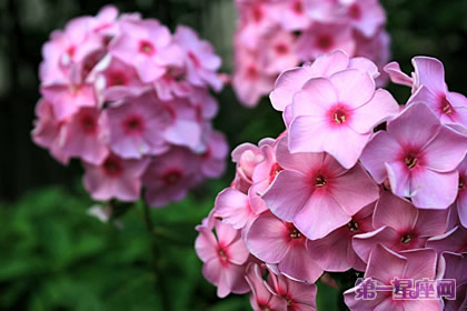 植物花语：福禄考的花语