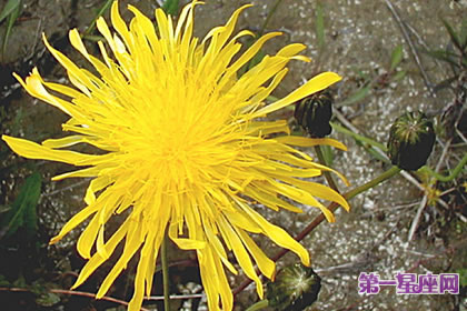 7月9日花语：沼泽蓟，生日花语支持