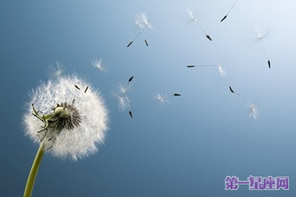 8月18日花语:万寿菊,生日花语健康