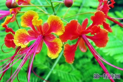 9月7日花语：金凤花，生日花语逃亡