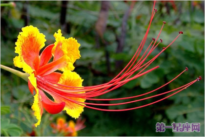 花语:金凤花,生日花语慈爱