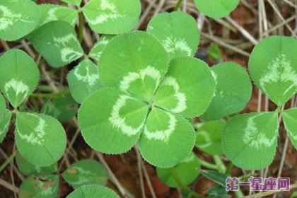 五月的花语是什么？苜蓿草