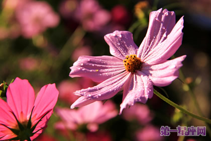 十月的花语是什么?大波斯菊