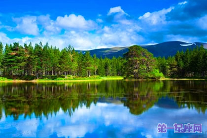 11月10日花语:苏格兰松,生日花语晚成