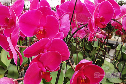 红色蝴蝶兰:仕途顺畅、幸福美满