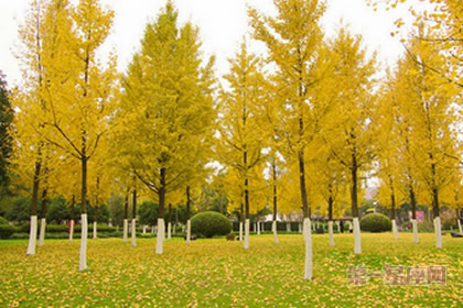 植物花语:你知道银杏的花语吗?