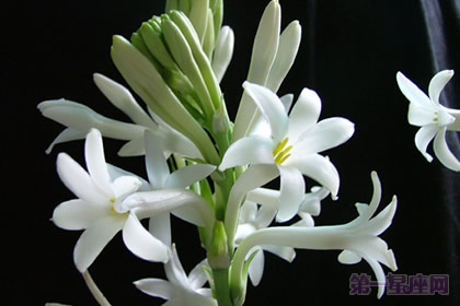 晚香玉的花语:危险的快乐