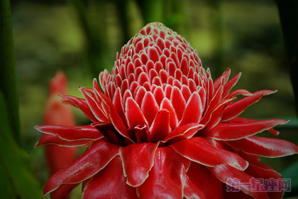 瓷玫瑰的花语是什么?