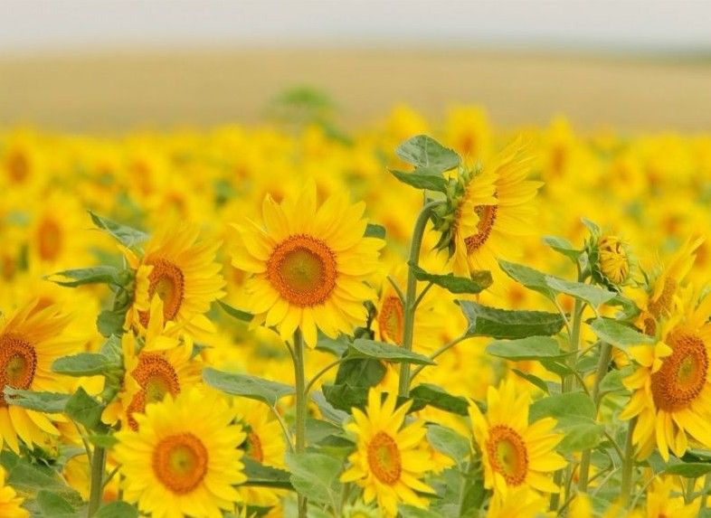 向日葵有哪些药用价值？