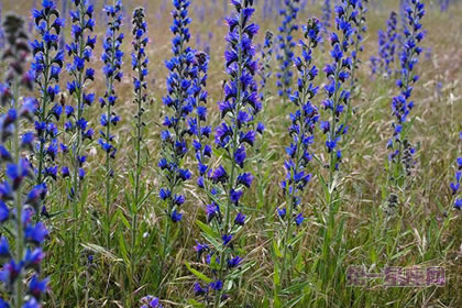 6月26日花语：蓝蓟，生日花语老天保佑